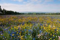 Private meadow in Sussex with mix of Centaurea - Cornflower, Papaver - Poppies, Eschscholzia - Californian poppy, Coreopsis and Corn Marigolds. August