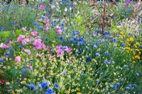 Colourful annual wildflower seed mixture of Lavatera, Centaurea - Cornflower and chamomile. August
 