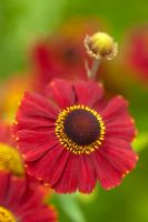 Helenium autumnale 'Red Jewel', July