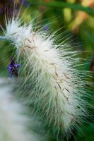 Pennisetum villosum - Feathertop Grass, August
