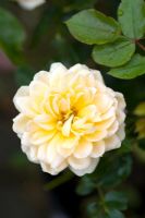 Rosa 'Yellow Sunblaze'