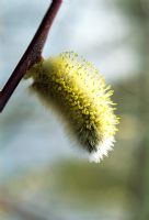 Salix daphnoides aglaia