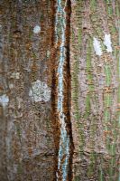 Acer grosseri - Snakebark Maple 