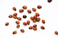 Ladybirds on a white background 