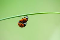 Coccinella - Ladybirds mating on a grass stem