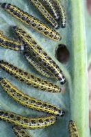 Pieris brassicae - Large cabbage white caterpillars