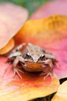 Rana temporaria - Common garden frog sitting on colourful autumn leaves
