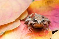 Rana temporaria - Common garden frog sitting on colourful autumn leaves