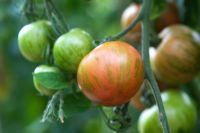 Tomatoes 'Tigerella'