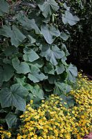 Companion planting - Tagetes 'Lemon Queen' with Cucumbers
