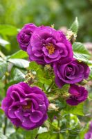 Rosa 'Rhapsody in Blue' syn 'Frantasia'. Lilac Cottage (NGS) Garden, Gentleshaw, Staffordshire, UK 
 
