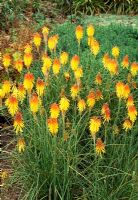 Kniphofia 'Bressingham Comet' - Torch Lily, Red Hot Poker