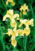 Iris forestii