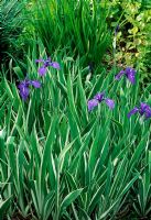 Iris ensata 'Variegata' - Variegated Japanese Iris