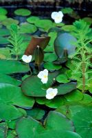 Hydrocharis morsus - ranae growing with miniature water lily and parrots feather Common name - frogbit