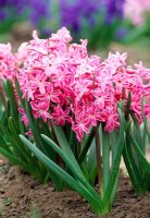 Hyacinthus 'Red Magic'