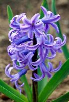 Hyacinthus 'Duchess of Westminster'