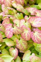 Pink and green patterned foliage at Millenium Garden (NGS) Lichfield, UK
 