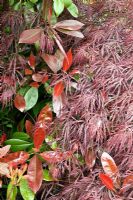 Photinia 'Red Robin' and Acer dissectum at Millenium Garden (NGS) Lichfield, UK
 