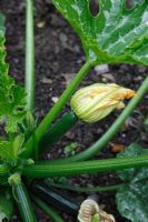 Curcurbita pepo - developing fruit on Courgette
