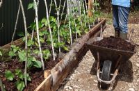Mulching Runner Beans with partially rotted leaf mould
