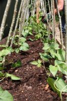 Mulching Runner Beans with partially rotted leaf mould
