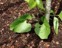 Runner Beans mulched with partially rotted leaf mould