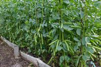 Vicia faba - Broad Bean crop nearing maturity in raised bed