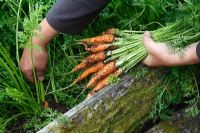 Thinning Daucus carota - Carrots 'Early Nantes' growing in raised bed