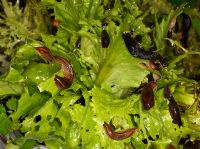 Arion ater - Black slugs feeding on lettuces at night