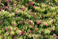Corylopsis pauciflora 