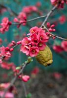 Chaenomeles - Quince 