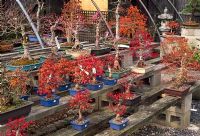 Carefully trained bonsai maples in containers