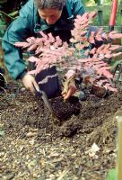Planting Mahonia - Place the rootball in the hole, keeping it at the same depth as in the pot, then fill with topsoil