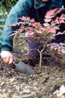 Planting Mahonia - Firming in layers to prevent air pockets forming