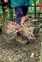 Planting Mahonia - Final firming of the soil with the foot. Slope the soil towards the plant to collect water