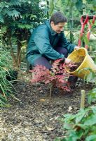 Planting Mahonia - Mulch with compost or bark to conserve moisture and reduce weeds