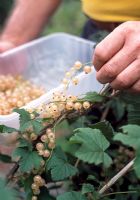 Ribes rubrum - Harvesting white currants