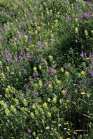 Rhinanthus serotinus ssp. asturicus with Vicia cracca - Greater yellow rattle and Tufted Vetch