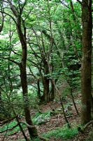 Ancient woodland of Castanea sativa - Sweet Chestnut on North facing slope, Asturias, Spain