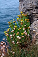 Inula crithmoides - Coastal Samphire growing on cliffs above sea, Asturias, Spain