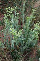 Euphorbia paralias - Sea Spurge growing on coastal dunes