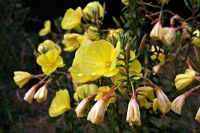 Oenothera biennis - Evening primrose