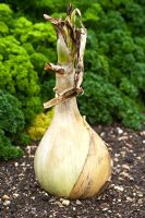 Exhibition onion 'The kelsae', Westdean gardens, Sussex