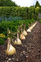 Exhibition onions, 'The Kelsae, Westdean gardens, Sussex