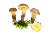 Boletus subtomentosus - Suede bolete, fungi