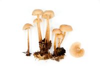 Collybia confluens - Clustered toughshank fungi