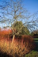 Colourful winter borders with Cornus sanguinea 'Winter Flame' - Broadview gardens, Hadlow College, Kent