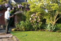 Man watering border with Clematis, Magnolia, Iris, Papaver, Rosa, Rhododendron, Camellia and Wisteria over brick archway 