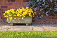 Violas in ornate stone trough with adjacent Ceanothus trained against a brick wall